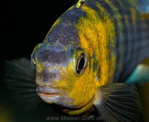 Tropheops sp. 'red cheek' Thumbi West