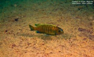 Tropheops sp. 'red fin' Higga Reef
