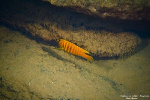 Tropheops sp. 'red fin' Hongi Rocks