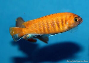 Tropheops sp. 'red fin'