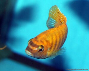Tropheops sp. 'red fin' Arten