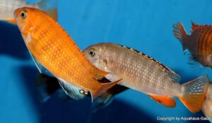 Tropheops sp. 'red fin' Hongi Rocks