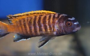 Tropheops sp. 'red fin' Hora Mhango