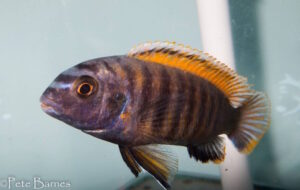 Tropheops sp. 'red fin' Kawanga Rocks