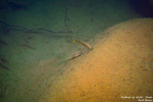 Tropheops sp. 'red fin' Lundu