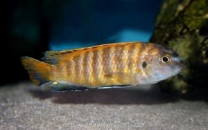 Tropheops sp. 'red fin' Mara Rocks