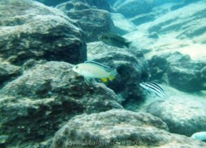 Tropheops sp. 'red fin' Mara Rocks