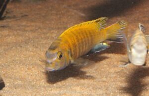 Tropheops sp. 'red fin' Usisya