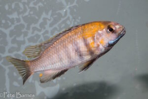 Tropheops sp. 'weed' Itungi