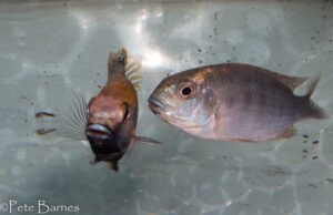 Tropheops sp. 'weed' Itungi