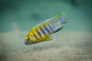 Tropheops sp. 'weed'