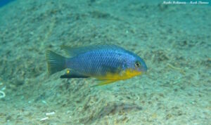 Tropheops sp. 'yellow chin'