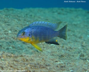 Tropheops sp. 'yellow chin'
