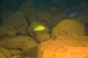 Tropheops sp. 'yellow chin' Hai Reef