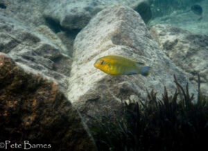 Tropheops sp. 'yellow chin'