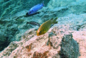 Tropheops sp. 'yellow chin'
