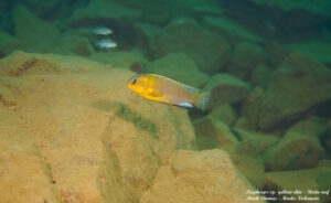 Tropheops sp. 'yellow chin' Undu Reef