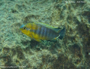Tropheops sp. 'yellow gular'