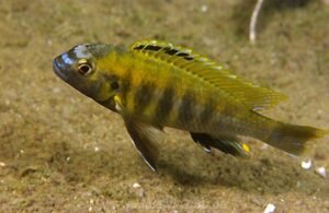 Tropheops sp. 'masimbwe' Crocodile