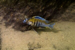 Tropheops sp.'masimbwe' Kadango