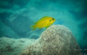 Tropheops sp.'olive' Mdowe