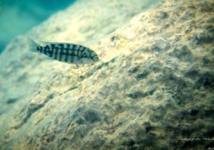 Tropheops sp.'olive' Mdowe