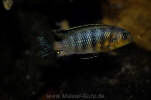 Tropheops tropheops Arten