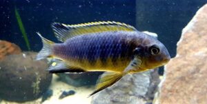 Tropheops tropheops 'Minos Reef'