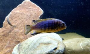 Tropheops tropheops 'Minos Reef'