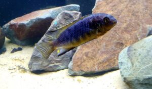 Tropheops tropheops 'Minos Reef'