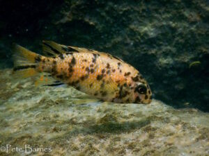 Tropheops tropheops 'Zimbawe Rock'