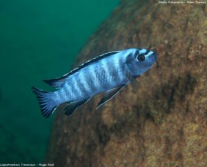 Labeotropheus trewavasae 'Higga Reef'