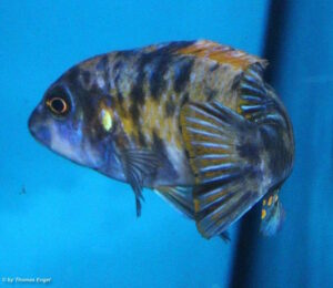 Labeotropheus trewavasae 'Higga Reef'