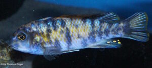 Labeotropheus trewavasae 'Higga Reef'