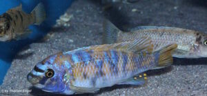 Labeotropheus trewavasae 'Higga Reef'