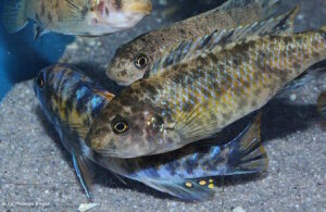 Labeotropheus trewavasae 'Higga Reef'