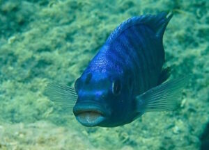 Metriaclima midomo 'Ngkuyo Island'