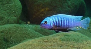 Metriaclima sciasma 'Lifuma'