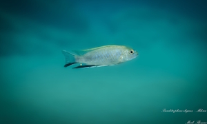 Pseudotropheus elegans