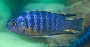 Tropheops gracilior 'Cape Kaiser'