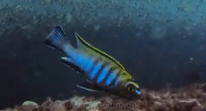 Tropheops biriwira Arten