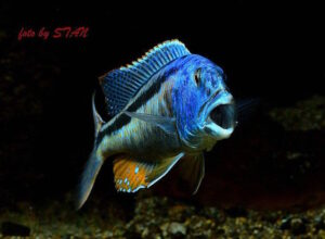 Aristochromis christyi