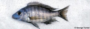 Aulonocara sp. 'cf. macrochir'