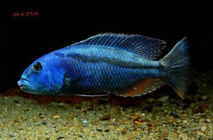 Aristochromis christyi 'Luwino Reef'
