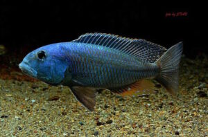 Aristochromis christyi