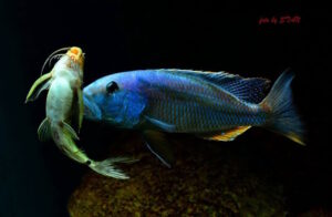 Aristochromis christyi