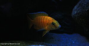 Aulonocara sp. 'stuartgranti maleri' Maleri Island