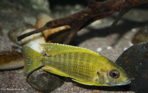 Aulonocara sp. 'stuartgranti maleri'