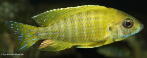 Aulonocara sp. 'stuartgranti maleri' Maleri Island