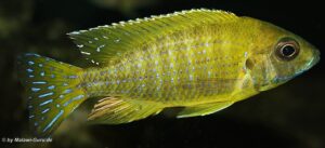 Aulonocara sp. 'stuartgranti maleri' Maleri Island